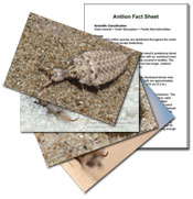 antlion-inserts