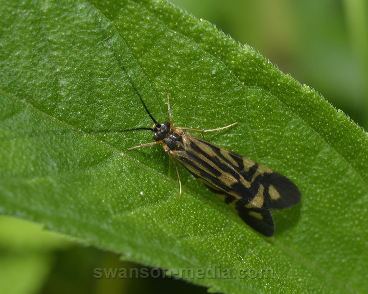Images by Swanson Media Caddisflies (Trichoptera) 12 of 12 Zebra