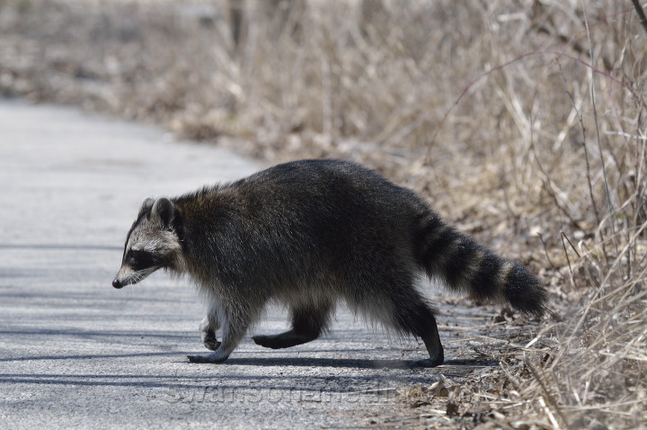Images by Swanson Media: Raccoons & Kin (Family ...