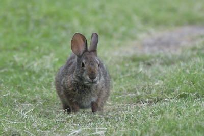 Marsh Rabbit