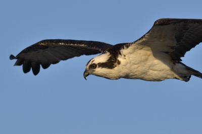 Osprey