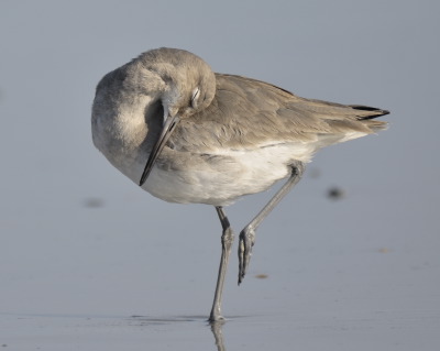 Willet