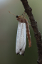 Antlion adult