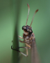 Antlion adult