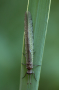 Antlion adult