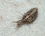 Antlion larva