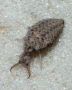 Antlion larva