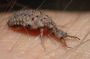 Antlion larva