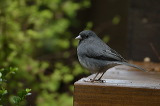2014_0796