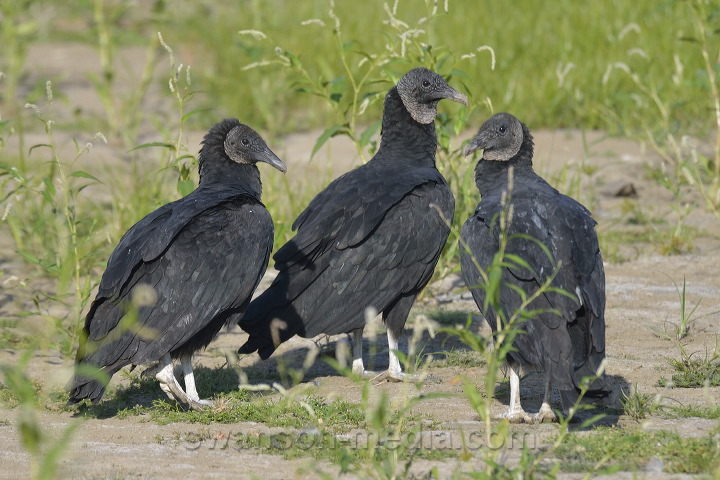 Images by Swanson Media: Vultures | 9 of 37 | Black Vultures