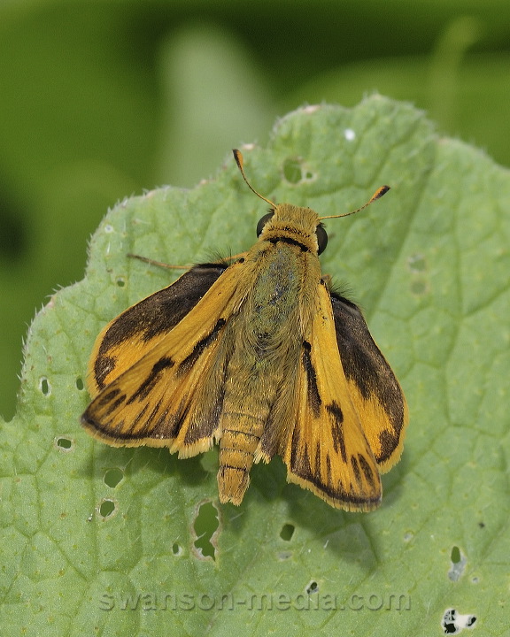 Images by Swanson Media: Grass Skippers (Subfamily Hesperiinae) | 10 of ...