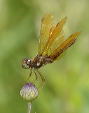 2013_0677